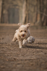 toy poodle (Canis lupus familiaris) running after ball
