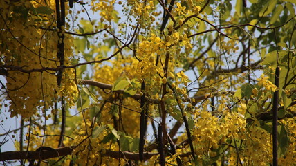 cassia fistula new year