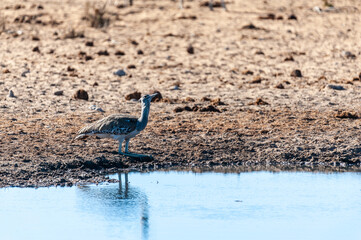 The Kori Bustard -Ardeotis kori- is considered to be the largest flying bird of Africa. Here it is...