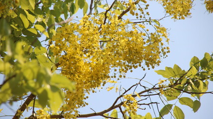 cassia fistula new year