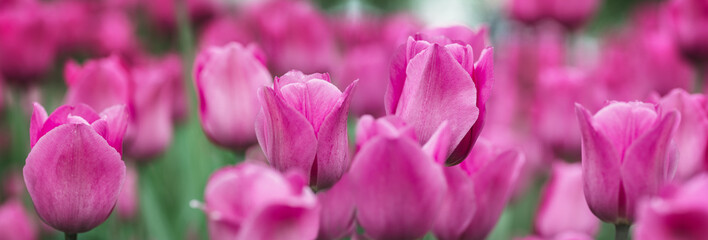 natural background in pink color tulip on the petal in banner format