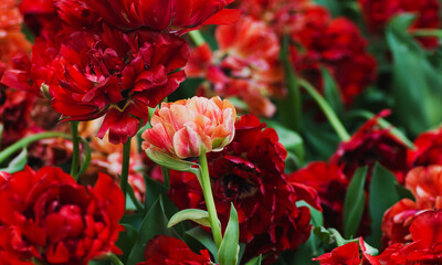 natural background in yellow color with red terry tulip on the petal