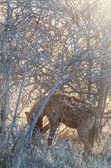 Close-up of a spotted Hyena - Crocuta crocuta- with a prey, seen during the golden hour of sunset...