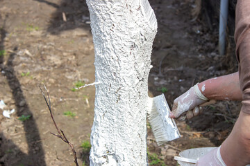 Fototapeta premium Girl whitewashing a tree trunk in a spring garden. Whitewash of spring trees, protection from insects and pests.