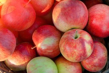 Rustic, farm organic apples close-up.