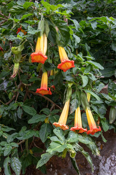 Fleurs Brugmansia vulcanicola