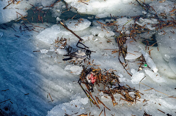 crow eats duck remains on the river
