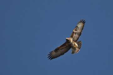 common buzzard (buteo buteo)