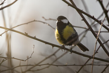 coal tit singing