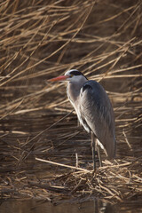 heron