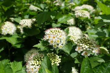 Beginning of florescence of Physocarpus opulifolius in May