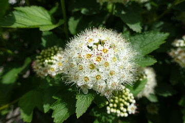 Macro of corymb of white flowers of Physocarpus opulifolius in May