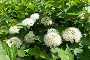 Panicle of white flowers in the leafage of Physocarpus opulifolius in May