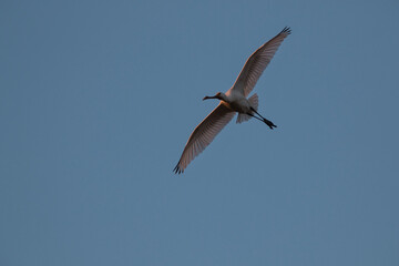 spoonbill in flight