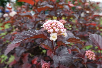 Closed buds and white flower of purple leaved Physocarpus opulifolius in May