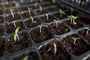 Shallow depth of field (selective focus) details with plant saplings ready to be planted.
