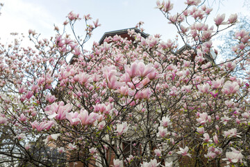 Shallow depth of field (selective focus) details with buds and flowers of a Magnolia tree in the spring.