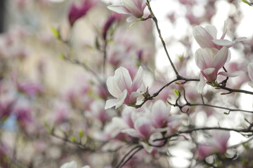 Shallow depth of field (selective focus) details with buds and flowers of a Magnolia tree in the spring.