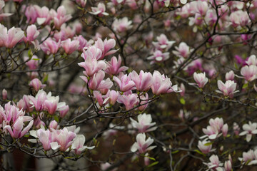 Shallow depth of field (selective focus) details with buds and flowers of a Magnolia tree in the spring.