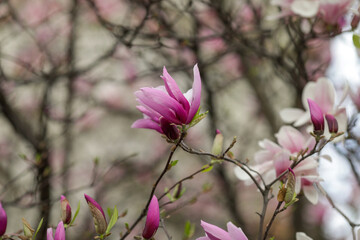 Obraz premium Shallow depth of field (selective focus) details with buds and flowers of a Magnolia tree in the spring.