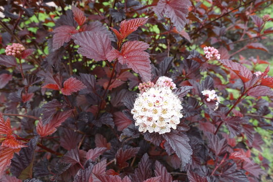 Bright red leaves and white flowers of Physocarpus opulifolius in May