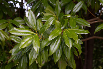 Fresh magnolia leaves on a branch. Magnolia grandiflora, branch with fresh green leaves. Background of evergreen magnolia leaves