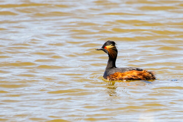 black-necked grebe or eared grebe (Podiceps nigricollis)
