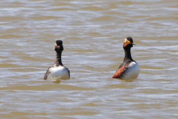 Mating dance of two black-necked grebe or eared grebe (Podiceps nigricollis)