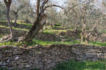 Terraced stone walls support olive trees on the hillside, Province of Imperia, Italy