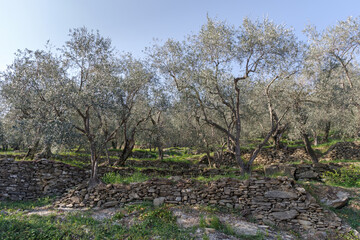 Terraced stone walls support olive trees on the hillside, Province of Imperia, Italy