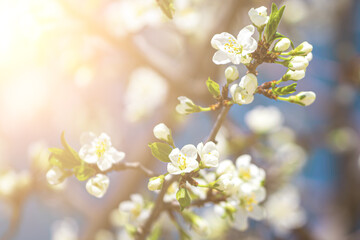 Fototapeta na wymiar Cherry blossom branches illuminated by sunlight in spring.