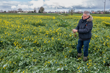 Champ de colza  en fleur versé suite à la tempête de neige du 1er avril 2022 sur le Nord de la France. Agriculteur constatant les dégats