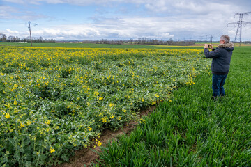 Champ de colza  en fleur versé suite à la tempête de neige du 1er avril 2022 sur le Nord de la France. Agriculteur prenant des photos pour son assurance récolte