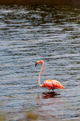 Flamingo als Einzelgänger  im tieferen Wasser in einer Brackwasserlagune