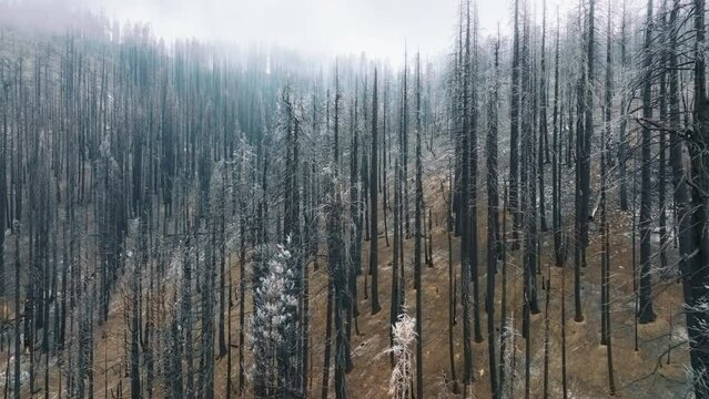Conifer tree species in dense plantation of the Sequoia National Park. Aerial view of foggy skyline above bare sequoia trunks. High quality 4k footage