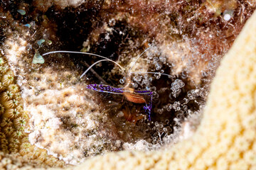 Putzergarnele hat den Bauch voll Eier