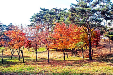 Autumn season in the park 