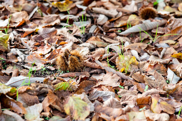 evocative forest with typical autumnal yellow leaves