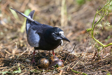 White-winged tern near the nest