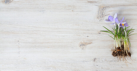 crocus flowers on white wooden board