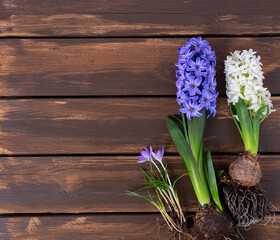 spring flowers on wooden surface
