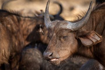 Side profile of an African Buffalo.