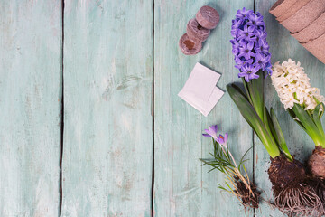 garden tools and spring flowers on turquoise wooden surface