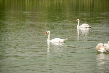 White Swan is swimming in the pool.