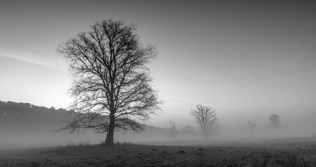 Tree against the background of a gentle fog. Black and white photography.