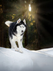 Cute playful husky dog on walk in sunny winter forest.