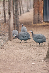 Helmeted Guineafowl (Numida meleagris) coming to a waterhole for water and food in a game reserve.