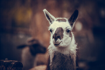 Llamas. White llama. Brown llama. Llamas at the zoo. Llamas walk. Summer day. A park.