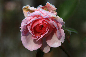 Early frost causing damage on a rose flower in bright sunshine in the english cottage garden.