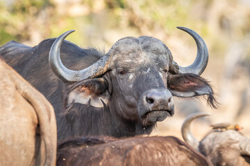 Close up of a African Buffalo starring.